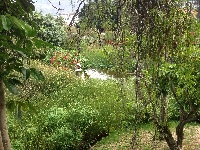 Aquatic Garden