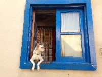 Hund i vindue